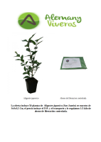 Oferta de 50 aligustre